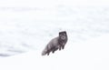 Close up of an Arctic fox in winter