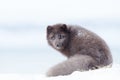 Close up of an Arctic fox in winter