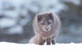 Close up of an Arctic fox in winter