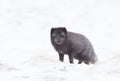 Close up of an Arctic fox in winter