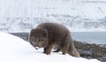 Close up of an Arctic fox in winter