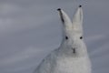 Close-up of an Arctic Hare found in the snow covered tundra, staring off into the distance with ears pointed up, Royalty Free Stock Photo