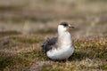 Close up of an Arctic Skua Stercorarius parasiticus, sitting o Royalty Free Stock Photo