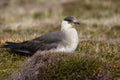 Close up of an Arctic Skua Stercorarius parasiticus, sitting o Royalty Free Stock Photo