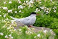 Nesting Arctic tern Sterna paradisaea in nature Royalty Free Stock Photo