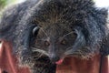 Close up Arctictis binturong Royalty Free Stock Photo