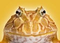 Close-up of an Argentine Horned Frog facing, Ceratophrys ornata