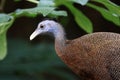 close up of Argus Fazant bird Royalty Free Stock Photo