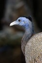 close up of Argus Fazant bird Royalty Free Stock Photo