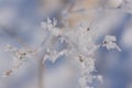 Close-up of arid grass on which delicate ice crystals have formed against a blue background in nature, in winter Royalty Free Stock Photo