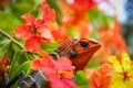 close up Arid Lizard in the flower garden