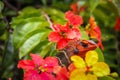 close up Arid Lizard in the flower garden