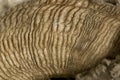 Close-up of Arles Merino sheep horn