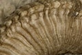 Close-up of Arles Merino sheep horn