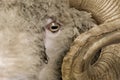 Close-up of Arles Merino sheep, ram, 5 years old