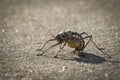 Close-up of an Armoured Ground Cricket Acanthoplus discoidalis Royalty Free Stock Photo