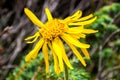 Close up of Arnica Montana flower Royalty Free Stock Photo