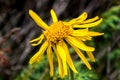 Close up of Arnica Montana flower Royalty Free Stock Photo