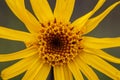 Close up of Arnica Montana flower Royalty Free Stock Photo