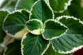 Close up of aromatic Variegated Indian Borage Plectranthus amboinicus white and green leaves Royalty Free Stock Photo