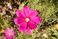 Cosmea flowers arrangement 4 Royalty Free Stock Photo