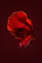 Close up art movement of Betta fish Royalty Free Stock Photo
