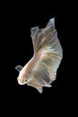 Close up art movement of Betta fish or Siamese fighting fish Royalty Free Stock Photo