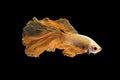 Close up art movement of Betta fish,Siamese fighting fish