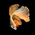 Close up art movement of Betta fish,Siamese fighting fish