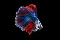 Close up art movement of Betta fish or Siamese fighting fish Royalty Free Stock Photo