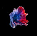 Close up art movement of Betta fish or Siamese fighting fish isolated on black background