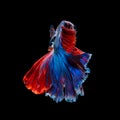 Close up art movement of Betta fish or Siamese fighting fish