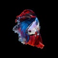 Close up art movement of Betta fish or Siamese fighting fish Royalty Free Stock Photo