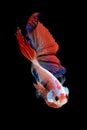 Close up art movement of Betta fish or Siamese fighting fish isolated on black background.