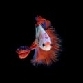 Close up art movement of Betta fish or Siamese fighting fish isolated on black background.