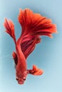 Close up art movement of Red colour betta fish,Siamese fighting fish  on blue background. Royalty Free Stock Photo