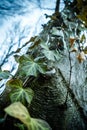 Close up art picture of common ivy climbing on the old majesty hornbeam tree in wild forest