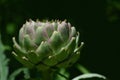 Close-up of an artichoke, the bud of which is sitting on a stem, against a green background, in nature Royalty Free Stock Photo