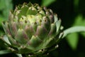 Close-up of an artichoke, the bud of which is sitting on a stem, against a green background, in nature Royalty Free Stock Photo