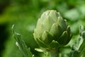 Close up of an artichoke plant in the countryside with one bud, in the garden Royalty Free Stock Photo