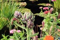 Close Up of An Artichoke Plant Growing with Zinnias and Red Fountain Grass Near a Pond Royalty Free Stock Photo