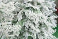 Artificial evergreen Christmas tree branches covered with snow Protecting nature Royalty Free Stock Photo