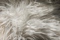 Close up artificial fluffy white-grey fabric fur, wool shaggy carpet with long pile. Soft loop pile surface. Hairy