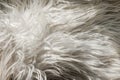 Close up artificial fluffy white-grey fabric fur, wool shaggy carpet with long pile. Soft loop pile surface. Hairy