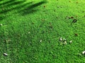Close up of the artificial grass turf background Royalty Free Stock Photo