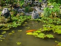 Close up of a artificial pond in the patio with koi fish swiming, in the city of Hue, in Vietnam