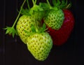 Close up of artificial strawberries as decoration