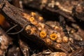 Artillery Fungus - Sphaerobolus stellatus