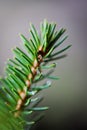 Close up artistic rendering of vertical pine needles