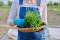 Close-up arugula herb in wicker bowl in hands of woman, vegetable garden background Royalty Free Stock Photo